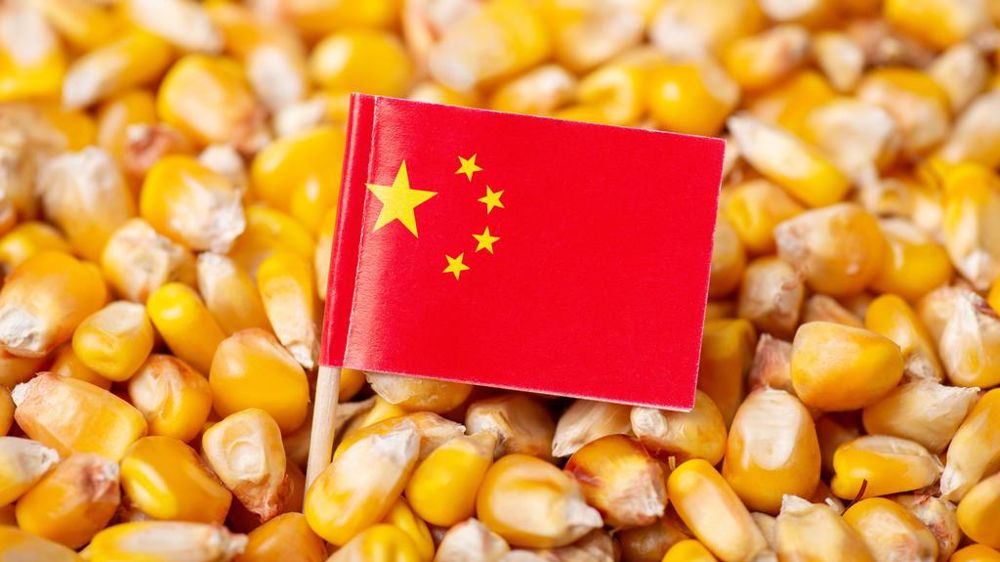 Grains de maïs drapeau chinois