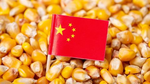 D'après le CIC, la Chine importerait 20 Mt de maïs cette campagne. Entre 2014/15 et 2018/19, elle n'a importé en moyenne que 4 Mt. D'après le CIC, la Chine importerait 20 Mt de maïs cette campagne. Entre 2014/15 et 2018/19, elle n'a importé en moyenne que 4 Mt.