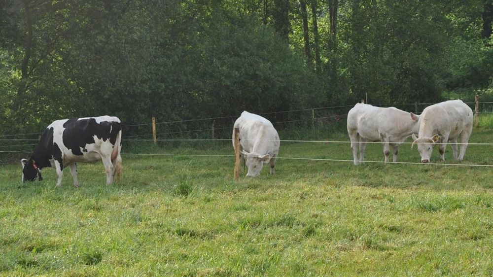 Vaches lait et viande