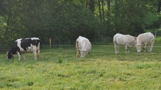Le prix de la vache U s'apprête à atteindre son pic annuel, alors que la cotation des réformes laitières poursuit sa baisse. Le prix de la vache U s'apprête à atteindre son pic annuel, alors que la cotation des réformes laitières poursuit sa baisse.