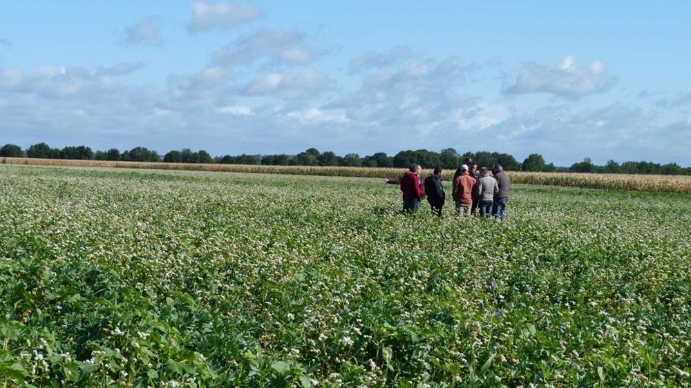 Visite d’un groupe 30 000 agriculture de conservation sur une parcelle de Maine-et-Loire