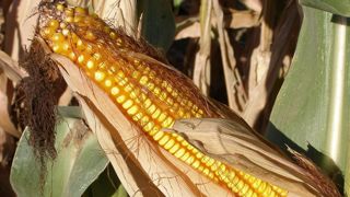 Intégrer du maïs grain dans la ration permet de diversifier les sources d'amidon. Intégrer du maïs grain dans la ration permet de diversifier les sources d'amidon.