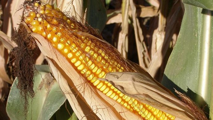 Intégrer du maïs grain dans la ration permet de diversifier les sources d'amidon.