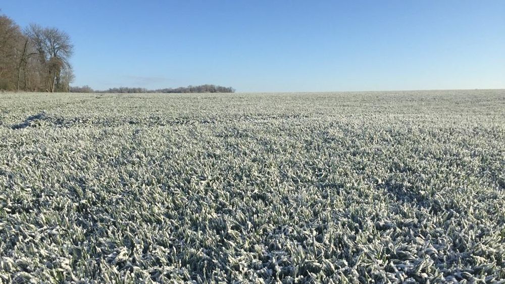 Parcelle de blé en période de gel
