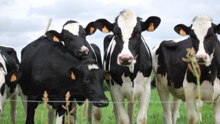 La sélection des génisses qui seront mises à la reproduction permet le progrès génétique du troupeau.