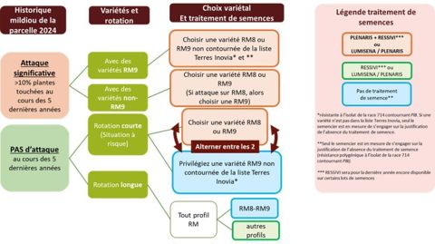 Choix variétal et traitement de semences en tournesol en fonction du risque mildiou