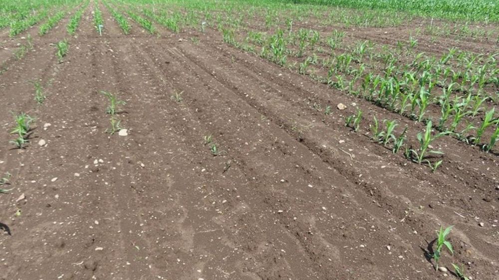 Maïs touché par le taupin