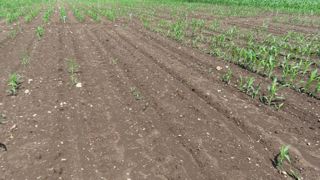 Hygrométrie, température, conditions de travail du sol... La campagne 2023 a été particulièrement propice au développement du taupin sur maïs. Hygrométrie, température, conditions de travail du sol... La campagne 2023 a été particulièrement propice au développement du taupin sur maïs.