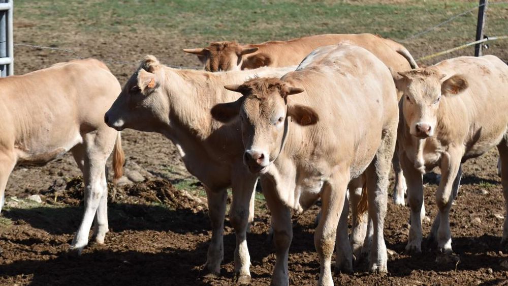 Blondes d'Aquitaine en enclos