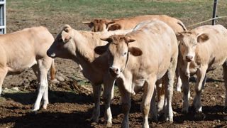 Maladie des ruminants, la fièvre Q est transmissible à l'homme, avec un risque particulier pendant la grossesse.
