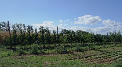 Parcelle test ombre et brise-vent
