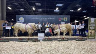 Redoutable et Première sont les champions du concours Charolais. Redoutable et Première sont les champions du concours Charolais.