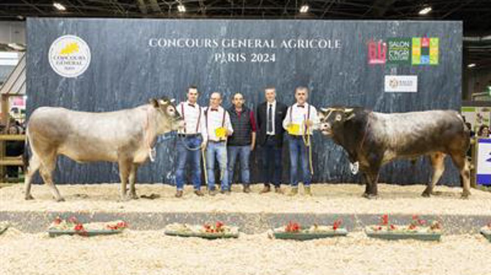 Les deux champions de la race bazadaise Les deux champions de la race bazadaise