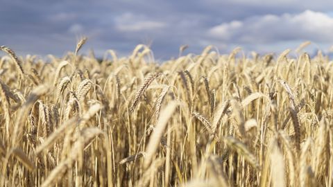 L'abondance de l'offre en blé et la concurrence entre pays entraînent les prix à la baisse. L'abondance de l'offre en blé et la concurrence entre pays entraînent les prix à la baisse.