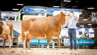 Praline remporte le prix de championnat adulte du concours Simmental au Salon de l'agriculture 2024. Praline remporte le prix de championnat adulte du concours Simmental au Salon de l'agriculture 2024.