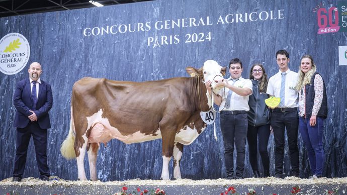 Paella, championne adulte de la race montbéliarde