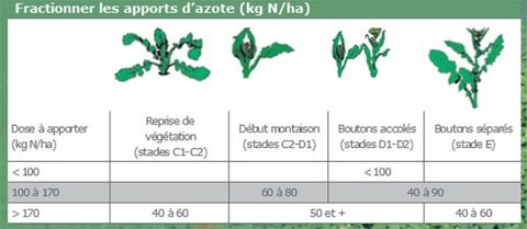 Fractionnement conseillé pour les apports d'azote sur colza Fractionnement conseillé pour les apports d'azote sur colza