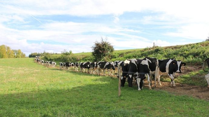 Les premières vaches sont sorties à la fin janvier 2024.