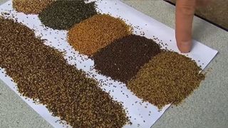 Privilégier la fin d'été pour resemer les prairies. En cas de semis de printemps, une implantation sous couvert est préférable. Privilégier la fin d'été pour resemer les prairies. En cas de semis de printemps, une implantation sous couvert est préférable.