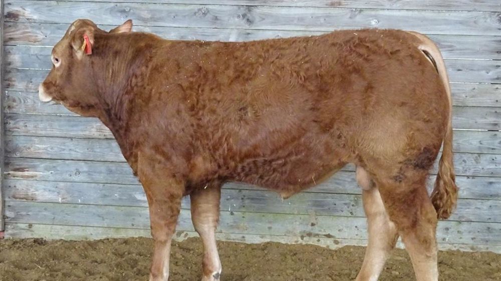 Unranus jeune reproducteur limousin