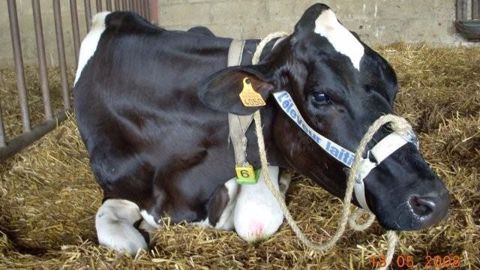 La fièvre de lait atteint particulièrement les bonnes laitières à partir du 3ème vêlage. (©JC Naveau / Vet'El / Btpl) La fièvre de lait atteint particulièrement les bonnes laitières à partir du 3ème vêlage. (©JC Naveau / Vet'El / Btpl)