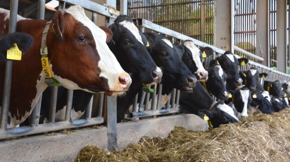  La note de remplissage du rumen permet de bien estimer les grandes variations d’ingestion de fourrage entre individus. (©Terre-net Média)