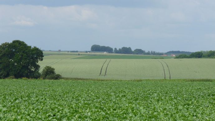 Paysage agricole 