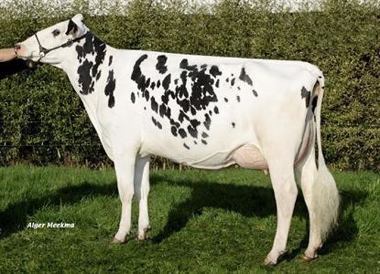 Une photo d'amarante en 2008, retrouvée dans les archives de Web-agri. En 1ère lactation Une photo d'amarante en 2008, retrouvée dans les archives de Web-agri. En 1ère lactation