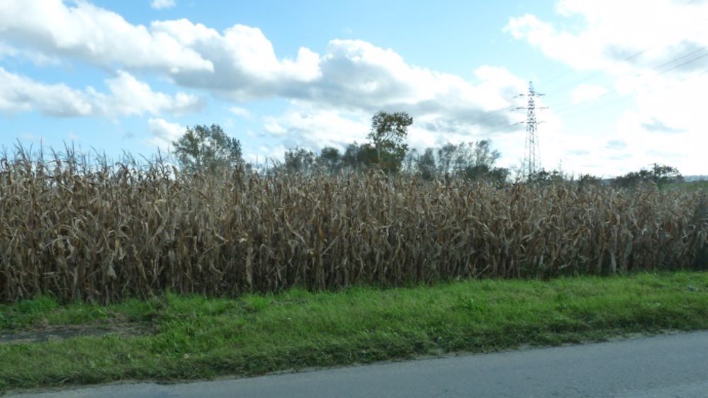 Une campagne particulière qui ne remet pas en cause les semis précoces