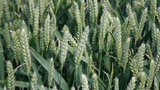 Hausse des prix des céréales Hausse des prix des céréales
