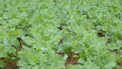 Estimer l’azote absorbé par les cultures avant l’hiver