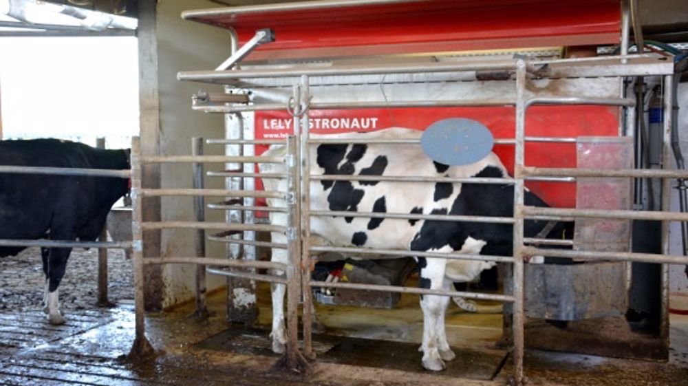 Avec la mise en place du robot de traite, le niveau d'étable est passé de 32 à 35 litres par vache et par jour. (©Terre-net Média)