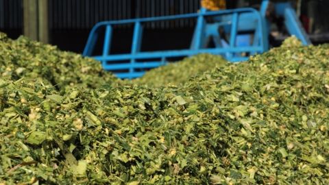 Les variétés hautement digestibles sur le devant de la scène Les variétés hautement digestibles sur le devant de la scène