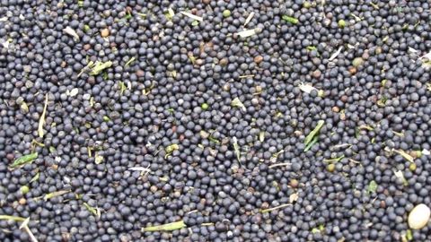 La baisse des ventes et des prix des grains réduit l’excédent de 145 M€