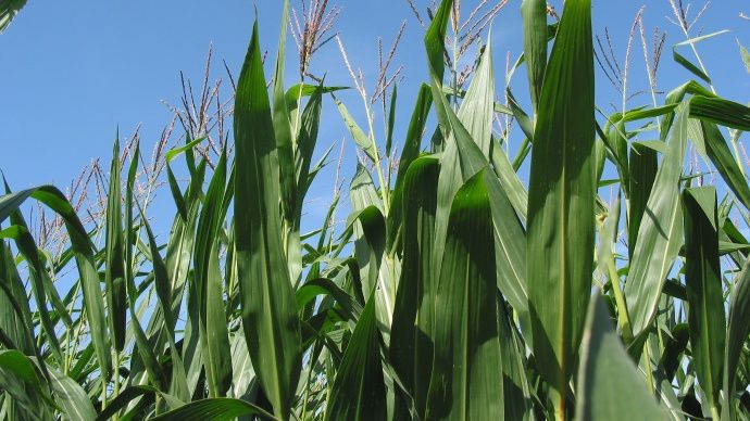 Sélection maïs Syngenta