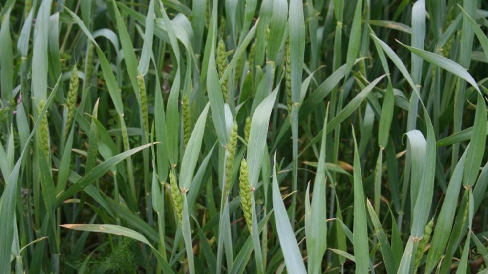 Les prix du blé payés aux producteurs en novembre