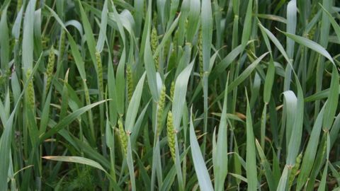 Les prix du blé payés aux producteurs en novembre