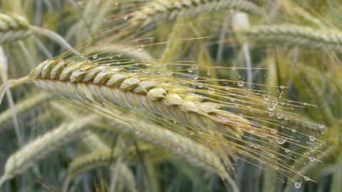 Les prix des céréales secondaires payés aux producteurs en novembre