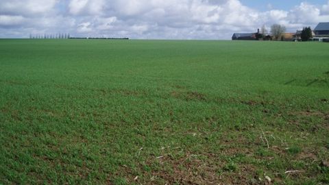 Le développement des céréales est satisfaisant en Europe