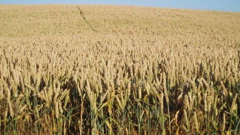 Les cours du maïs, blé et soja guidés par un rapport de l'Usda