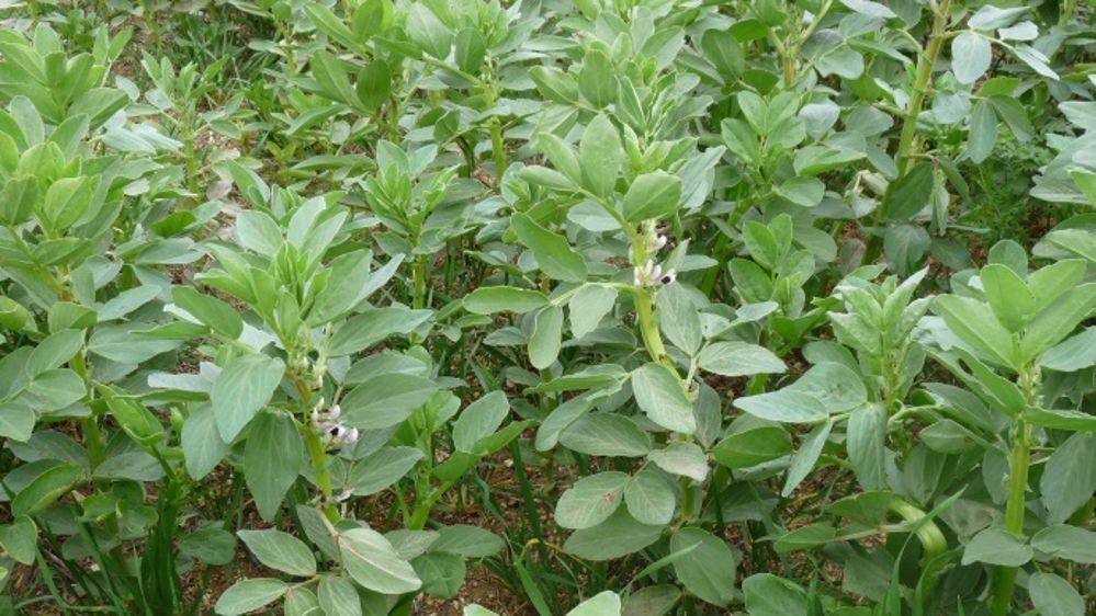 Extension de la liste d'espèces dont la multiplication est soumise à rétribution