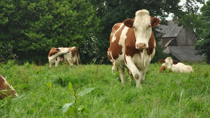 Vaches montbéliardes