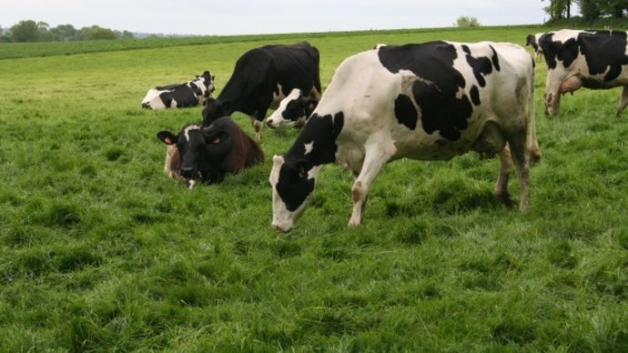 Vaches laitières holsteins