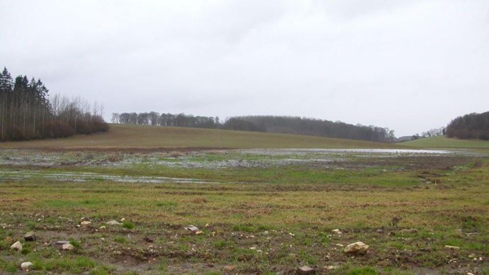 Inondations des parcelles : des impacts dépendants du stade et du niveau d’eau