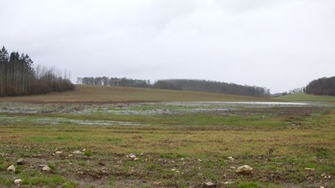 Inondations des parcelles : des impacts dépendants du stade et du niveau d’eau