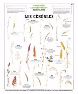 Planche céréales