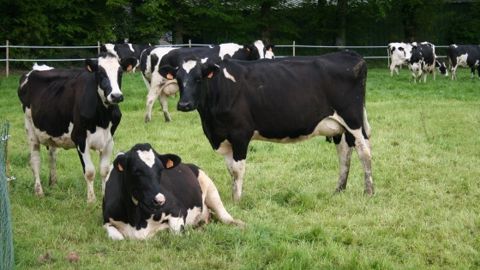 En novembre 2013, les abattages sont inférieurs de 2 % à 2012