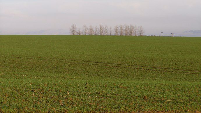 Champ de blé