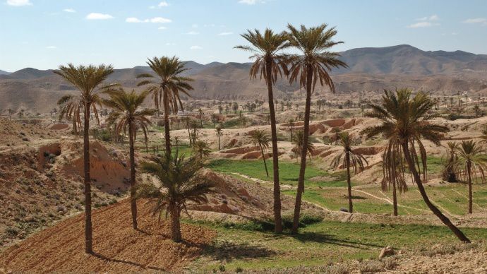 Paysage tunisien