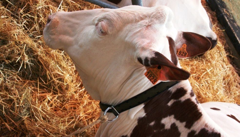 La consommation française de viande a très légèrement baissé en 2013